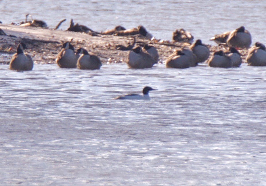 Common Merganser - ML141680161