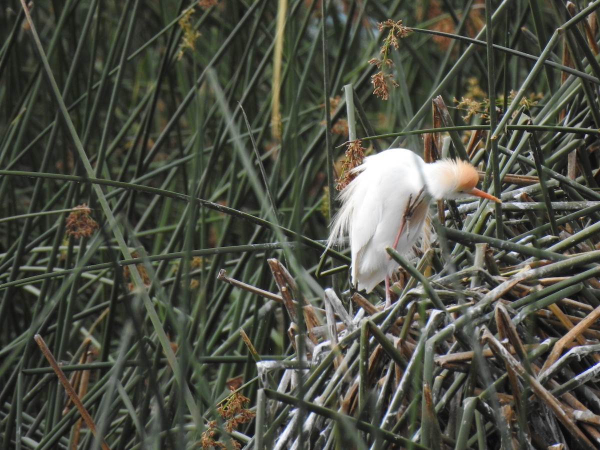 Western Cattle Egret - carlos vasquez