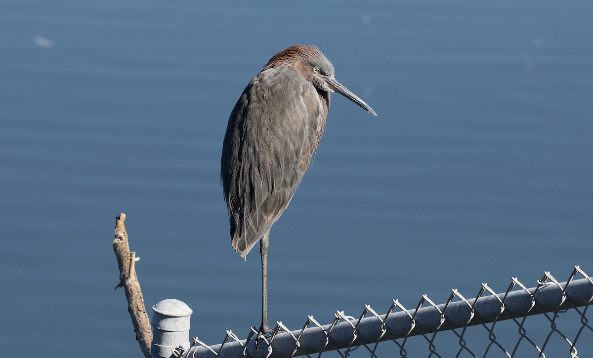 Reddish Egret - ML141681111