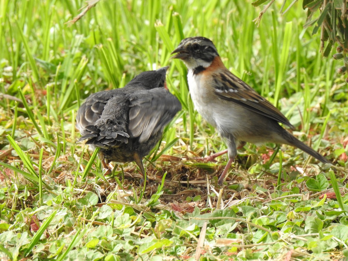 Shiny Cowbird - ML141681261