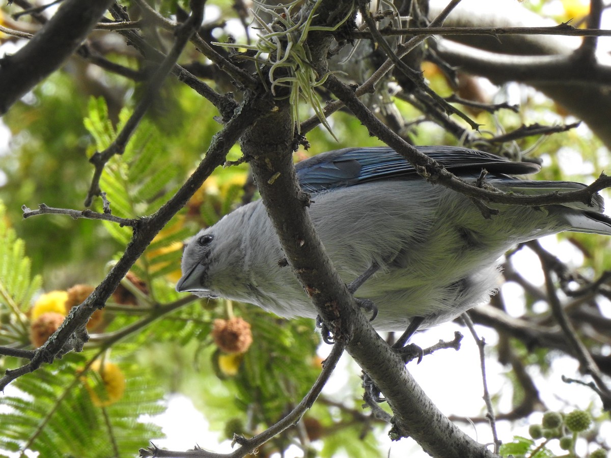 Blue-gray Tanager - ML141681661