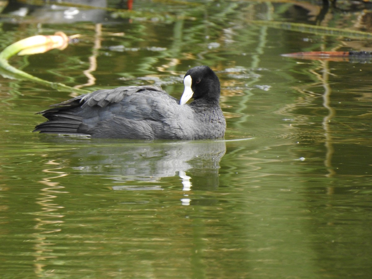 Slate-colored Coot - ML141682121