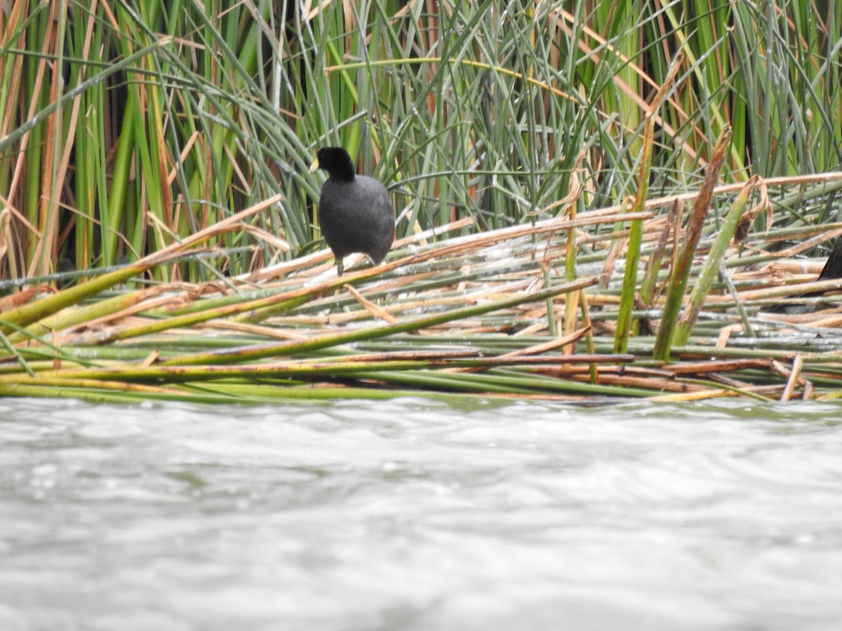 Slate-colored Coot - ML141682131