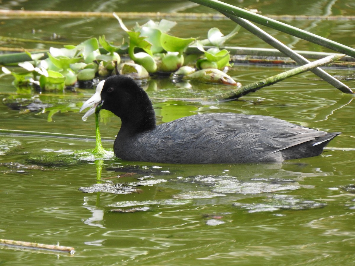 Slate-colored Coot - ML141682151