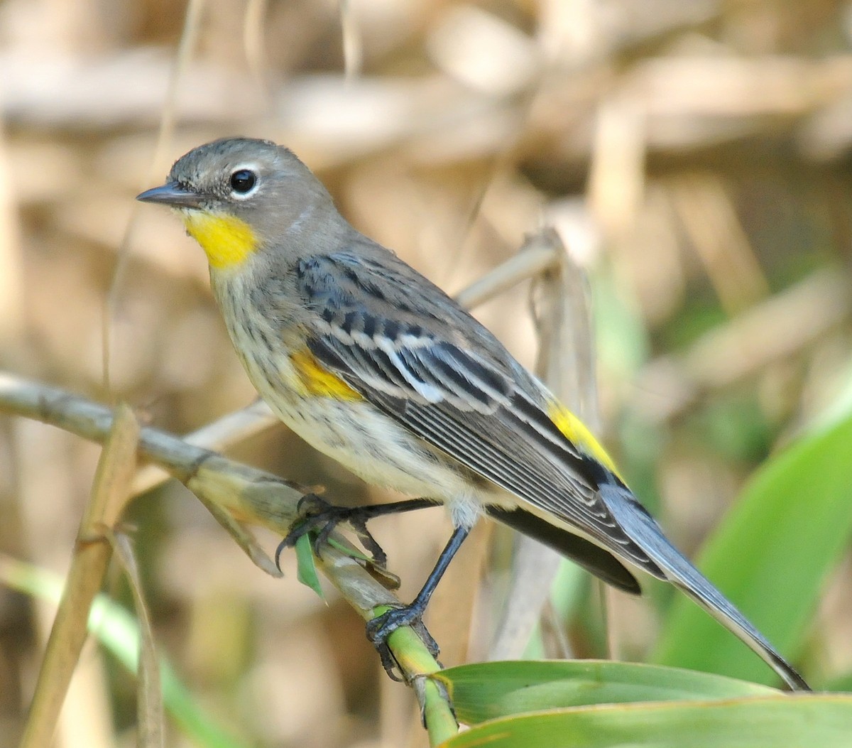 Yellow-rumped Warbler (Audubon's) - Steven Mlodinow