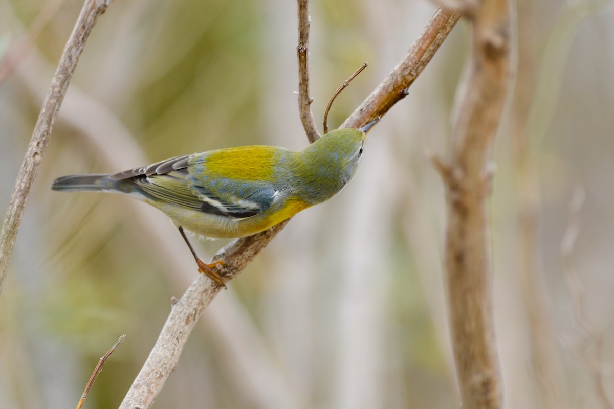 Northern Parula - ML141682811