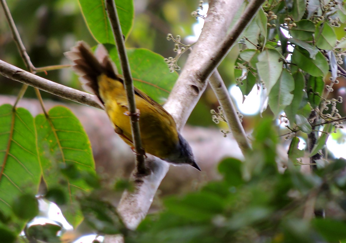 Russet-crowned Warbler - ML141683581