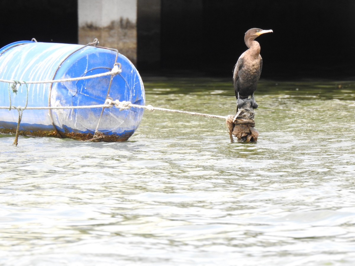 Neotropic Cormorant - ML141683691