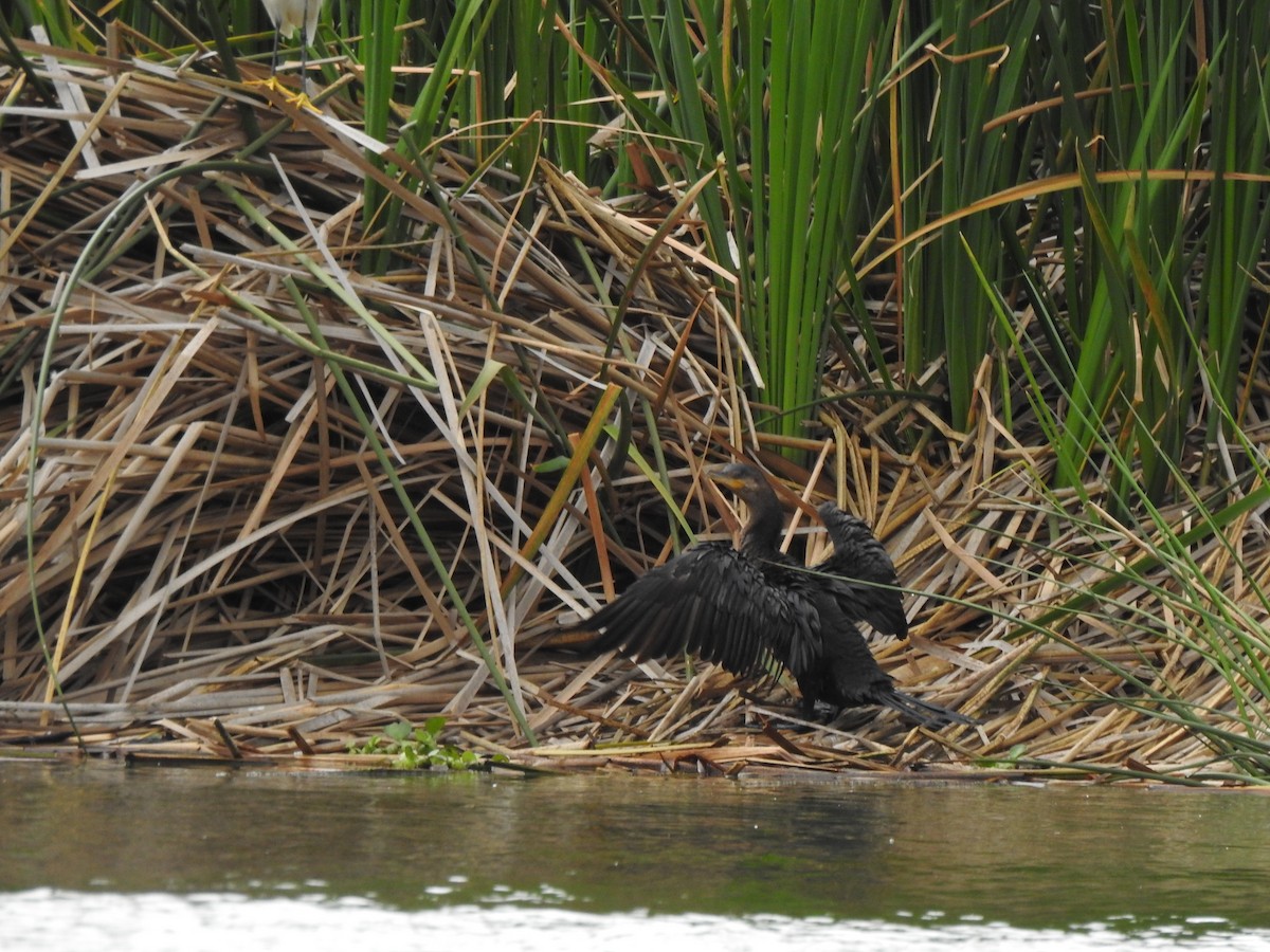 Neotropic Cormorant - ML141683721