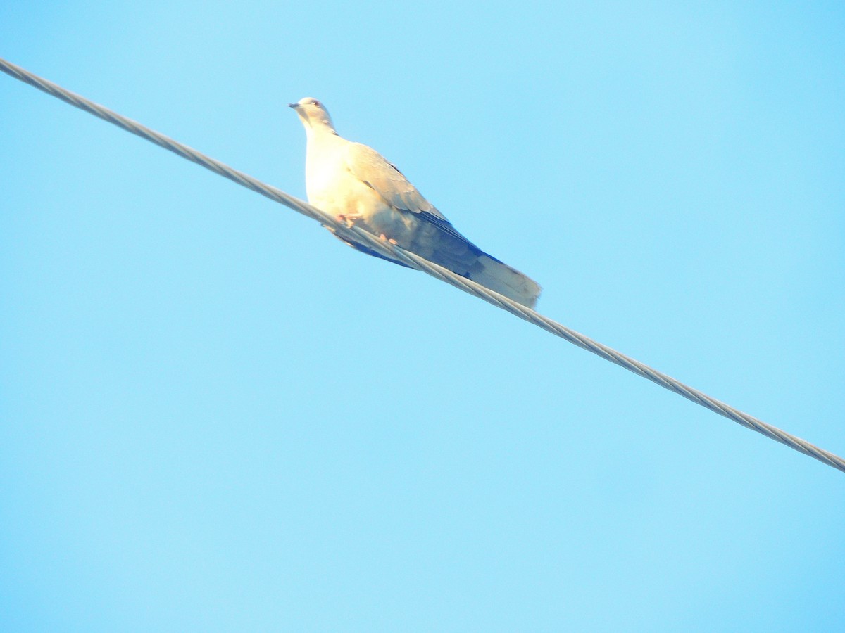 Eurasian Collared-Dove - Hebert Cruz