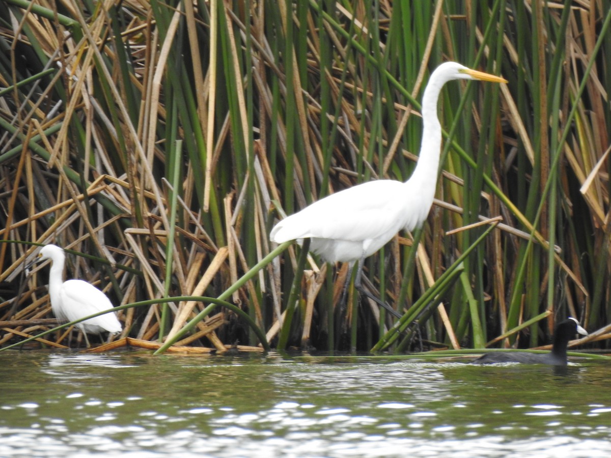 Grande Aigrette - ML141684041