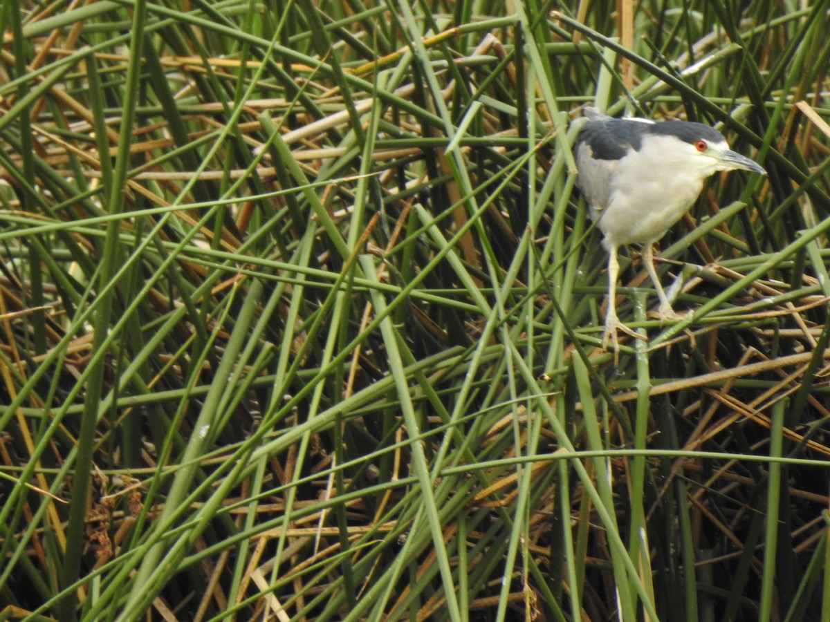 Black-crowned Night Heron - ML141684361