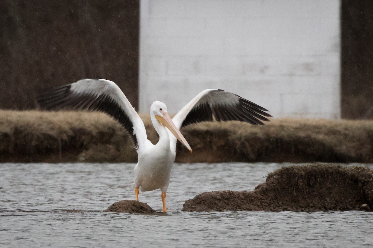 American White Pelican - ML141684461