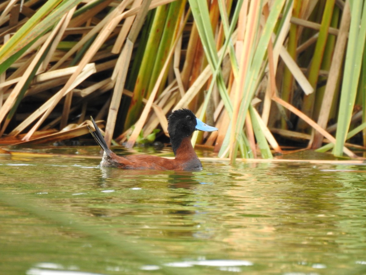 Andean Duck - ML141684541