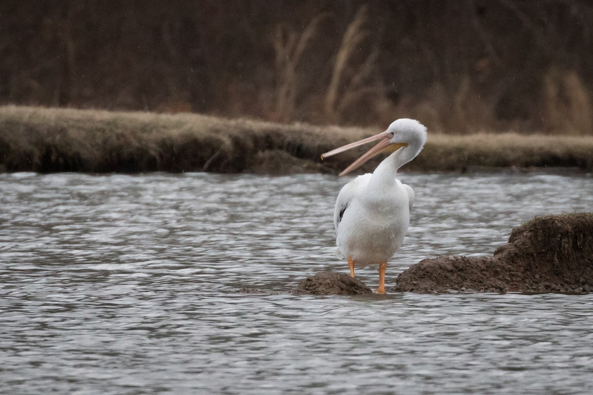 American White Pelican - ML141685041