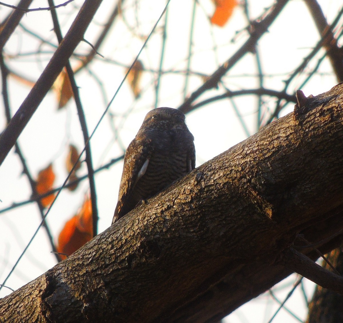 Lesser Nighthawk - ML141685421