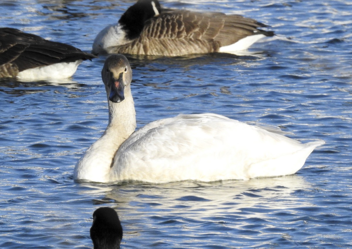 Tundra Swan - ML141686671