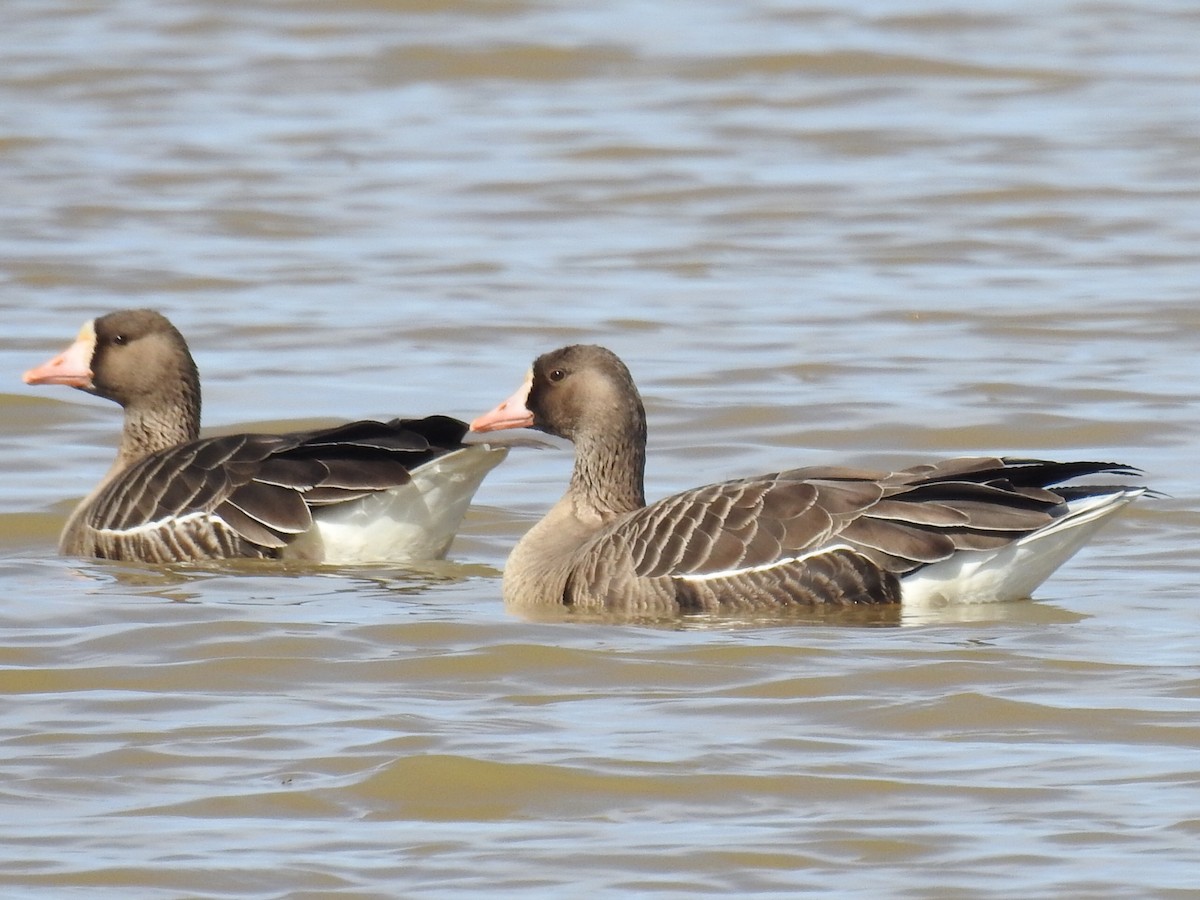 Greater White-fronted Goose - Barbara Peck