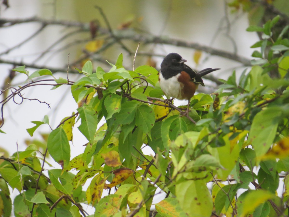 Eastern Towhee - Rebecca Suomala