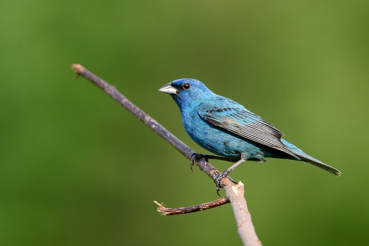 Indigo Bunting - ML141687191