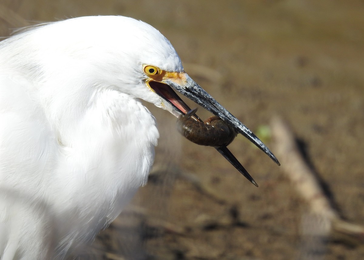 Snowy Egret - Barbara Peck