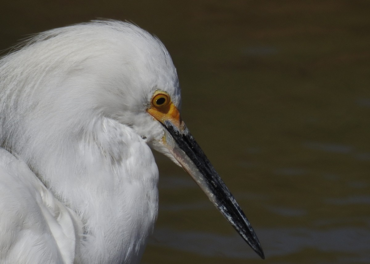 Snowy Egret - Barbara Peck