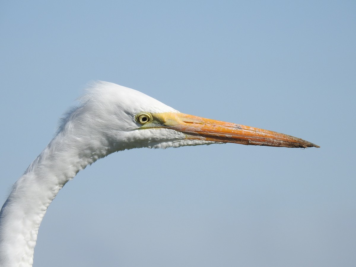 Great Egret - Barbara Peck