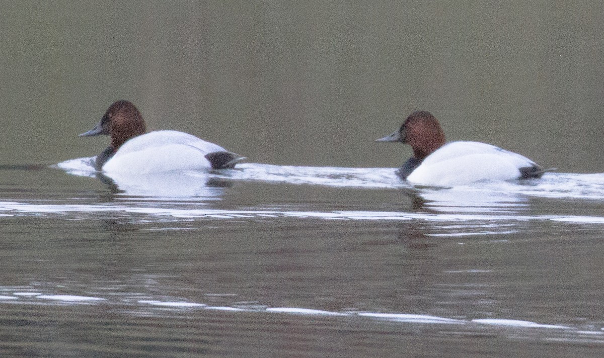 Canvasback - Douglas Burkett