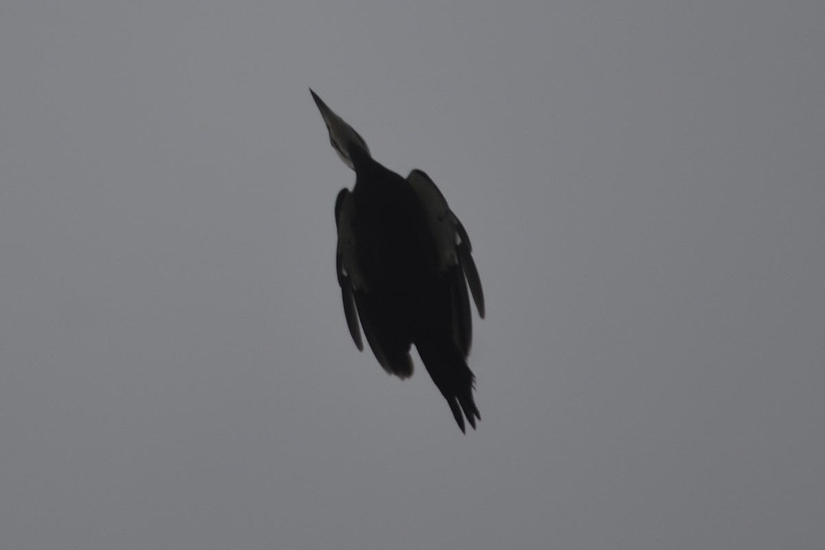 Pileated Woodpecker - ML141688641