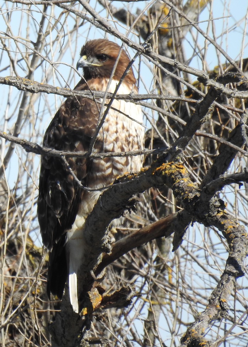 Buse à queue rousse - ML141689511