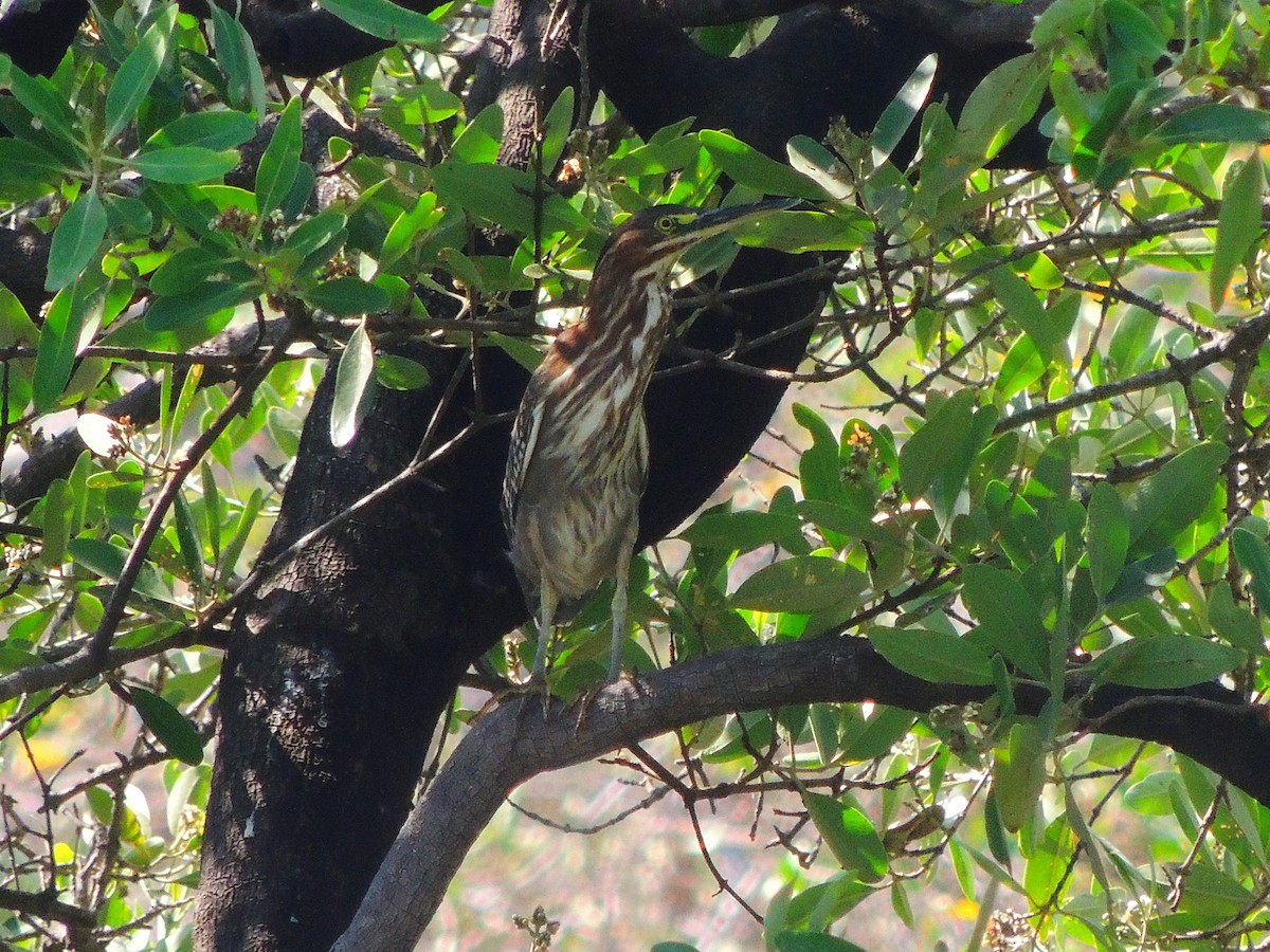 Green Heron - ML141689841