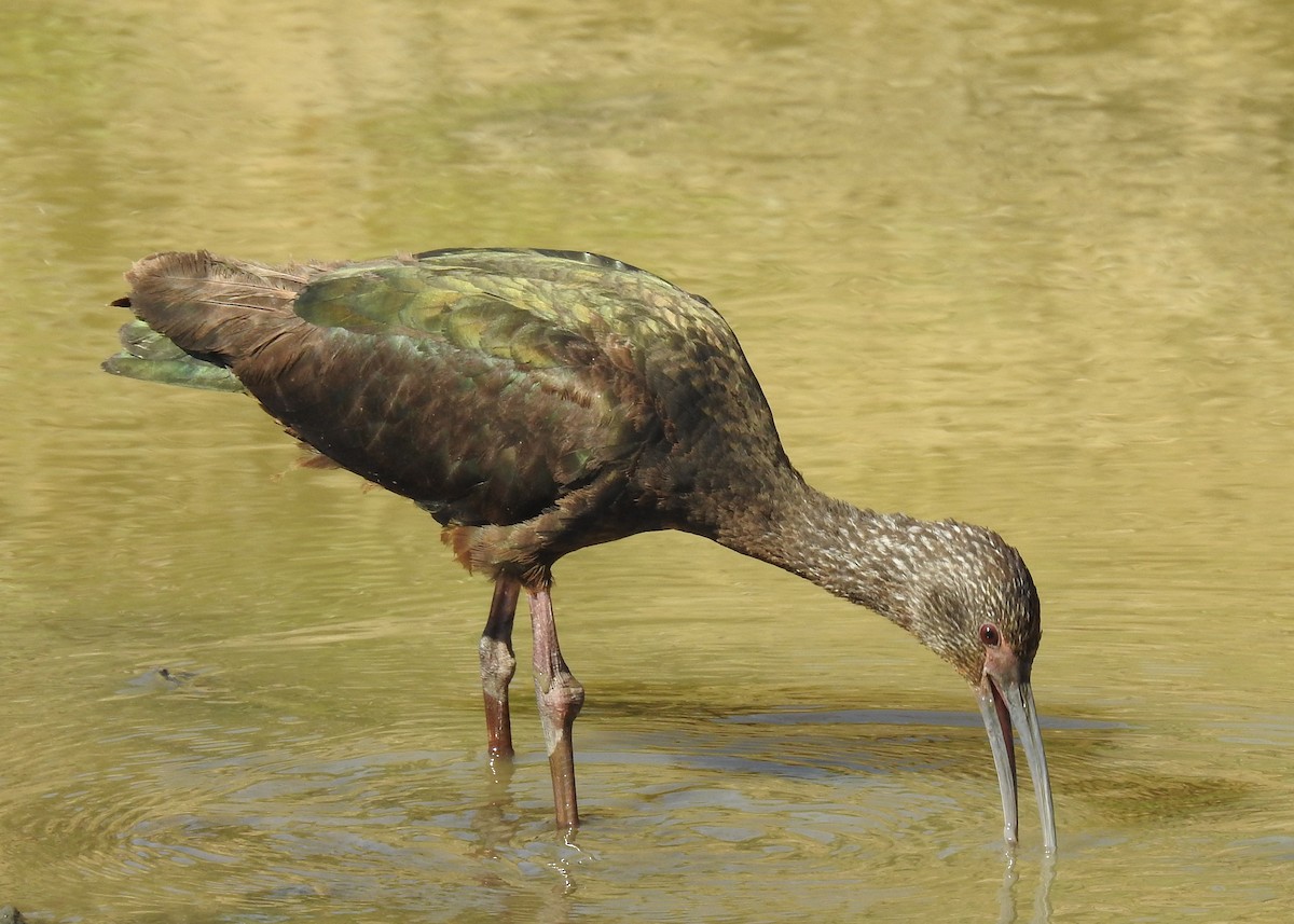 White-faced Ibis - ML141689861