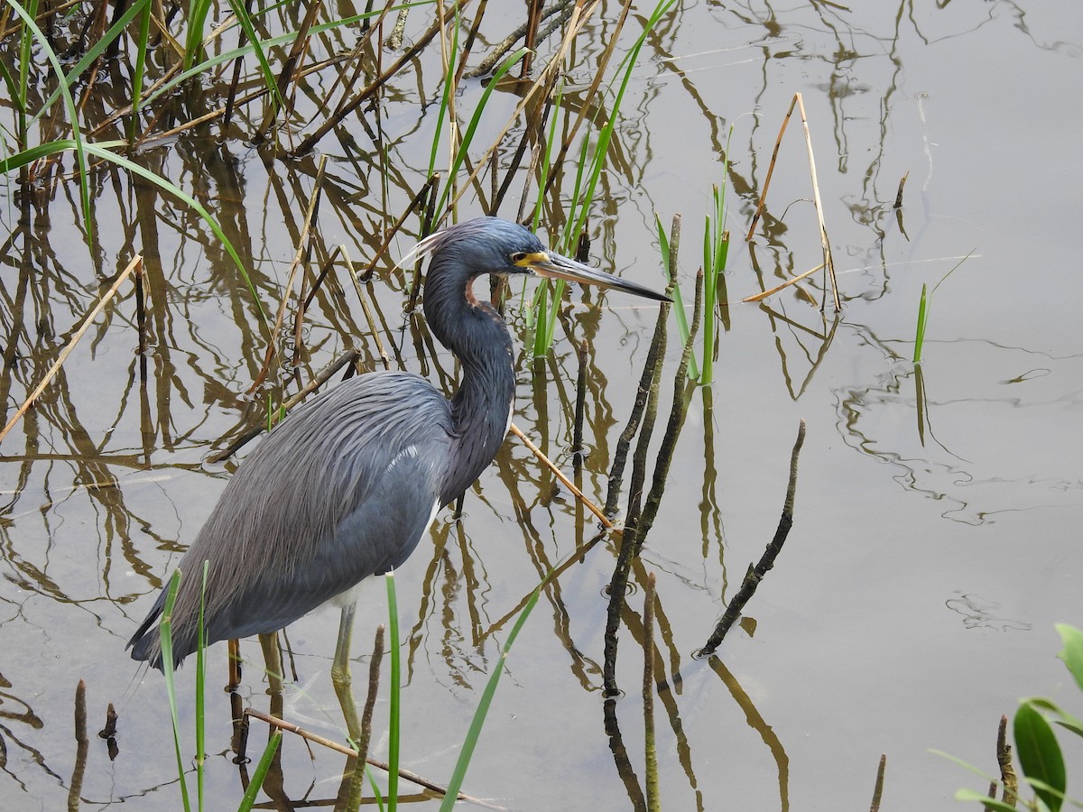 Dreifarbenreiher - ML141690171