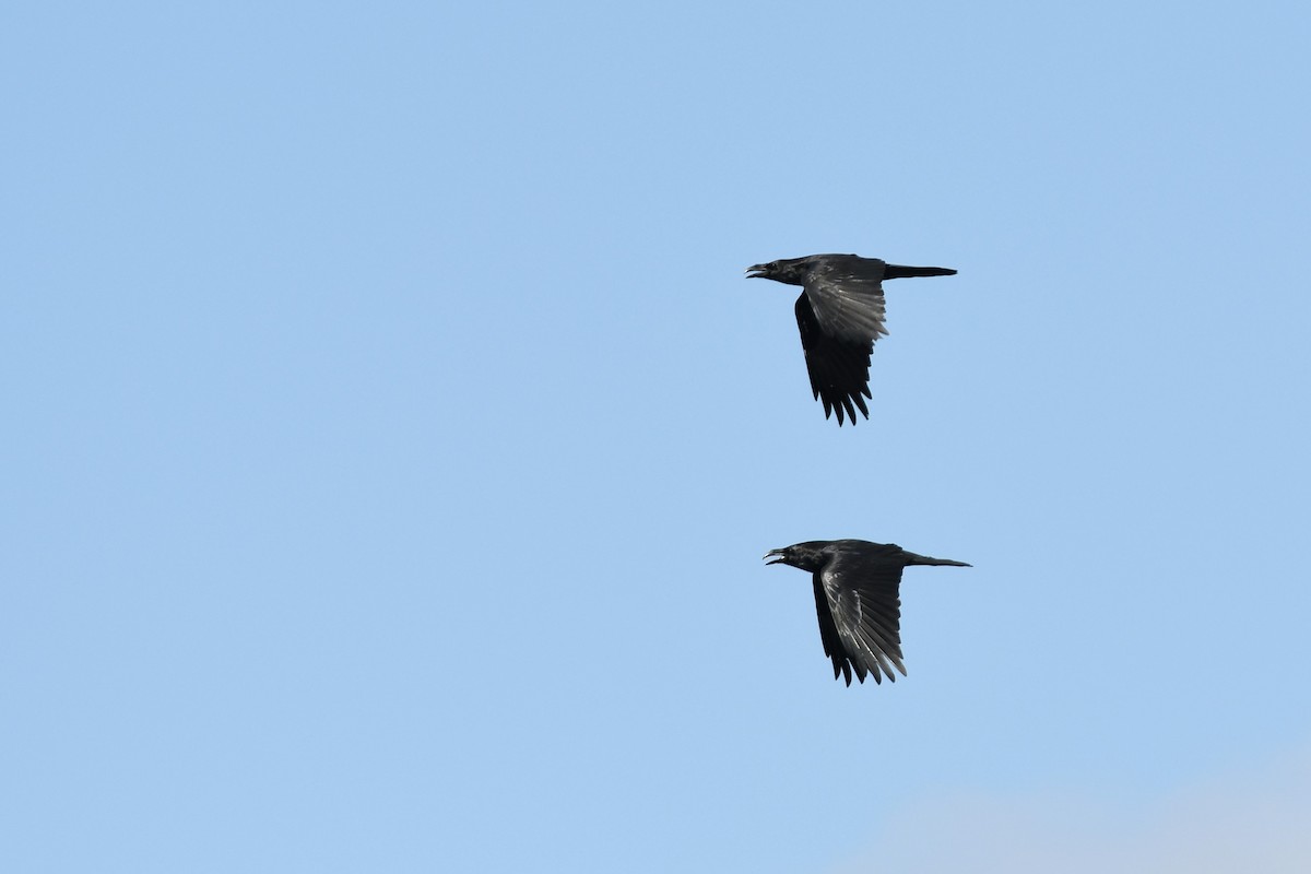 Common Raven - Haldun Savaş