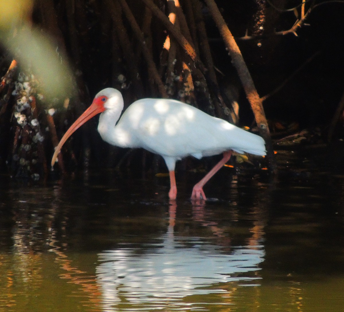 Ibis blanc - ML141691131