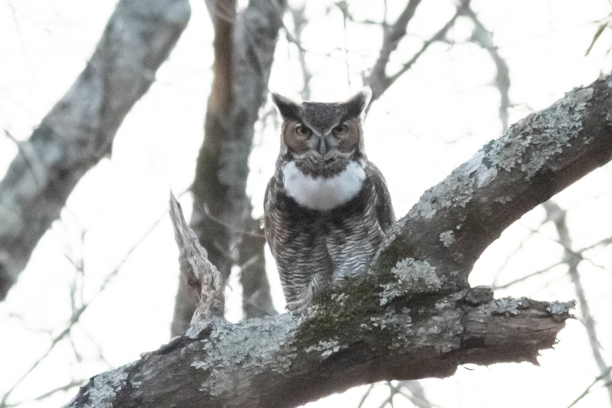 Great Horned Owl - ML141691301