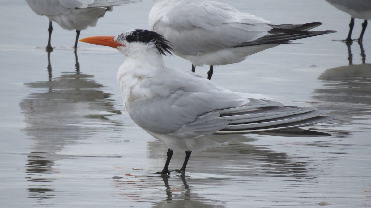 Royal Tern - ML141691321