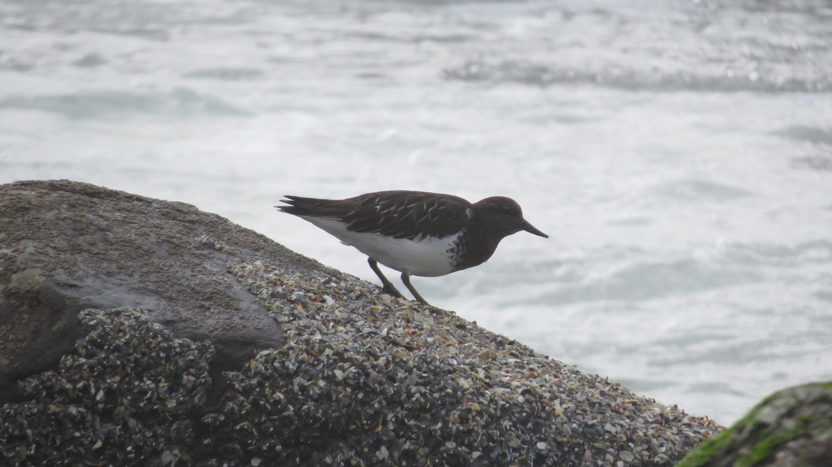 Black Turnstone - ML141691401