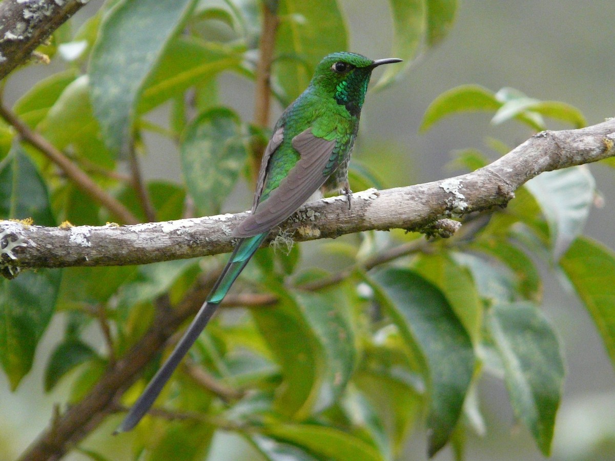 Yeşil Kuyruklu Kolibri - ML141692091