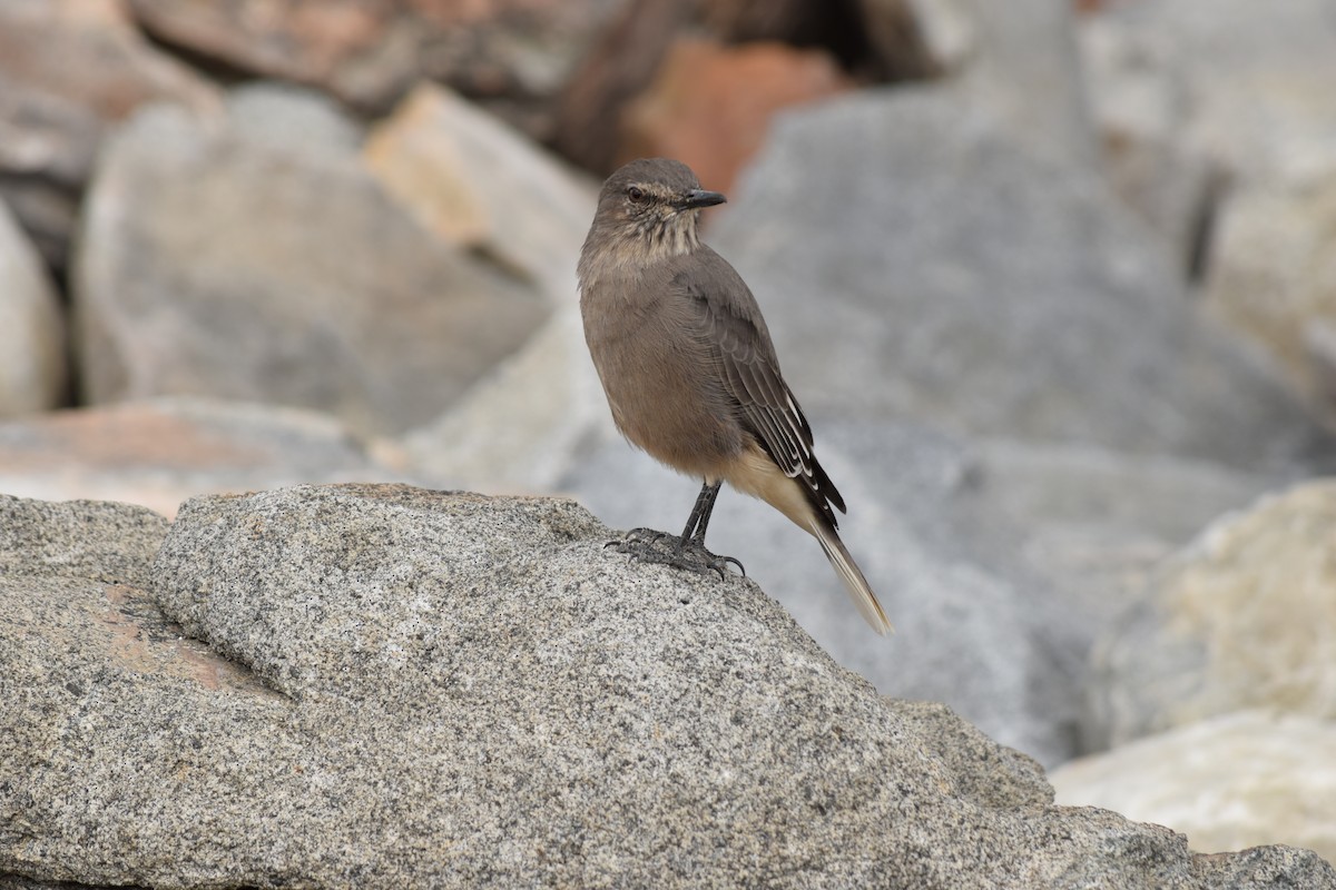 Black-billed Shrike-Tyrant - ML141693971