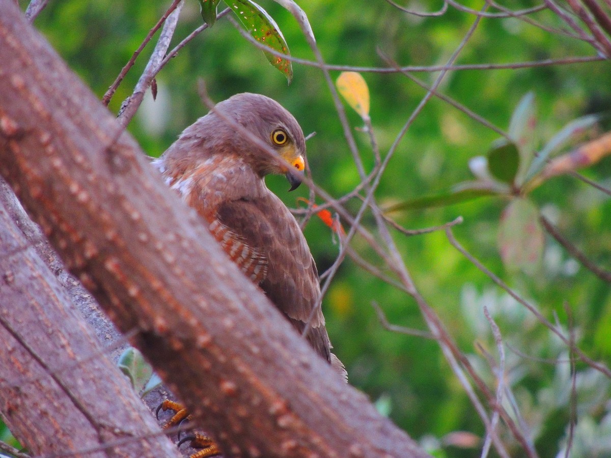 Roadside Hawk - ML141694161