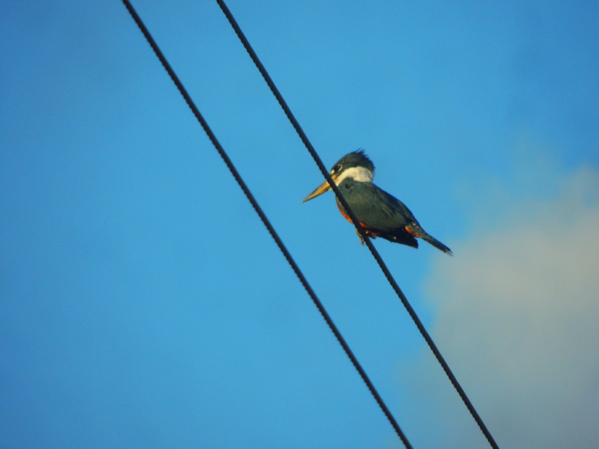 Ringed Kingfisher - ML141694361