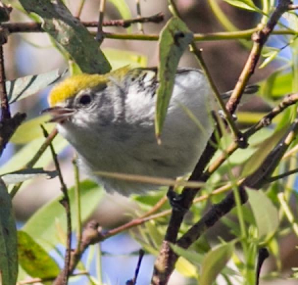Chestnut-sided Warbler - ML141694541