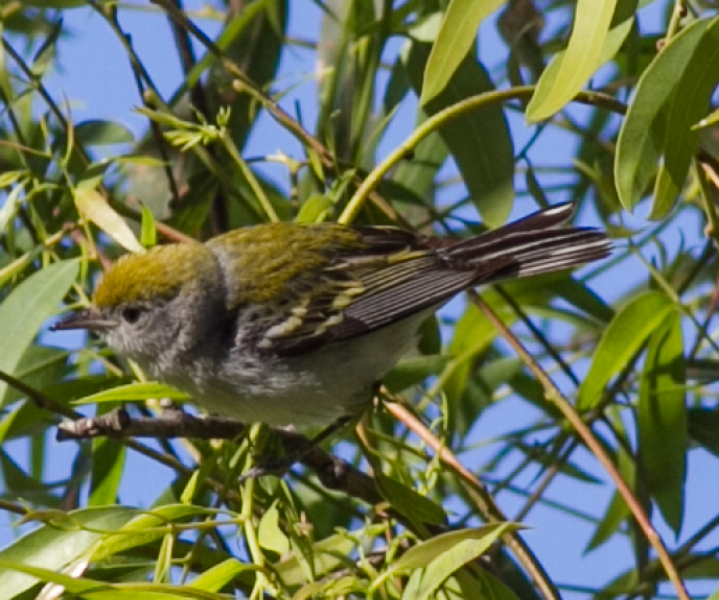 Chestnut-sided Warbler - ML141694561