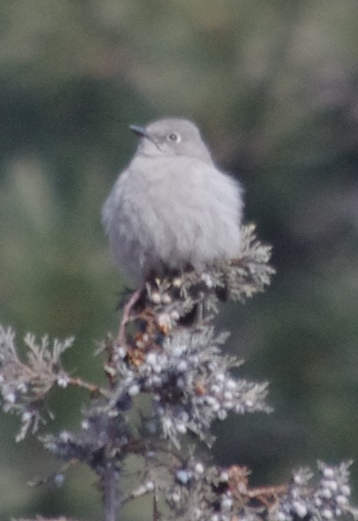 Townsend's Solitaire - ML141694701