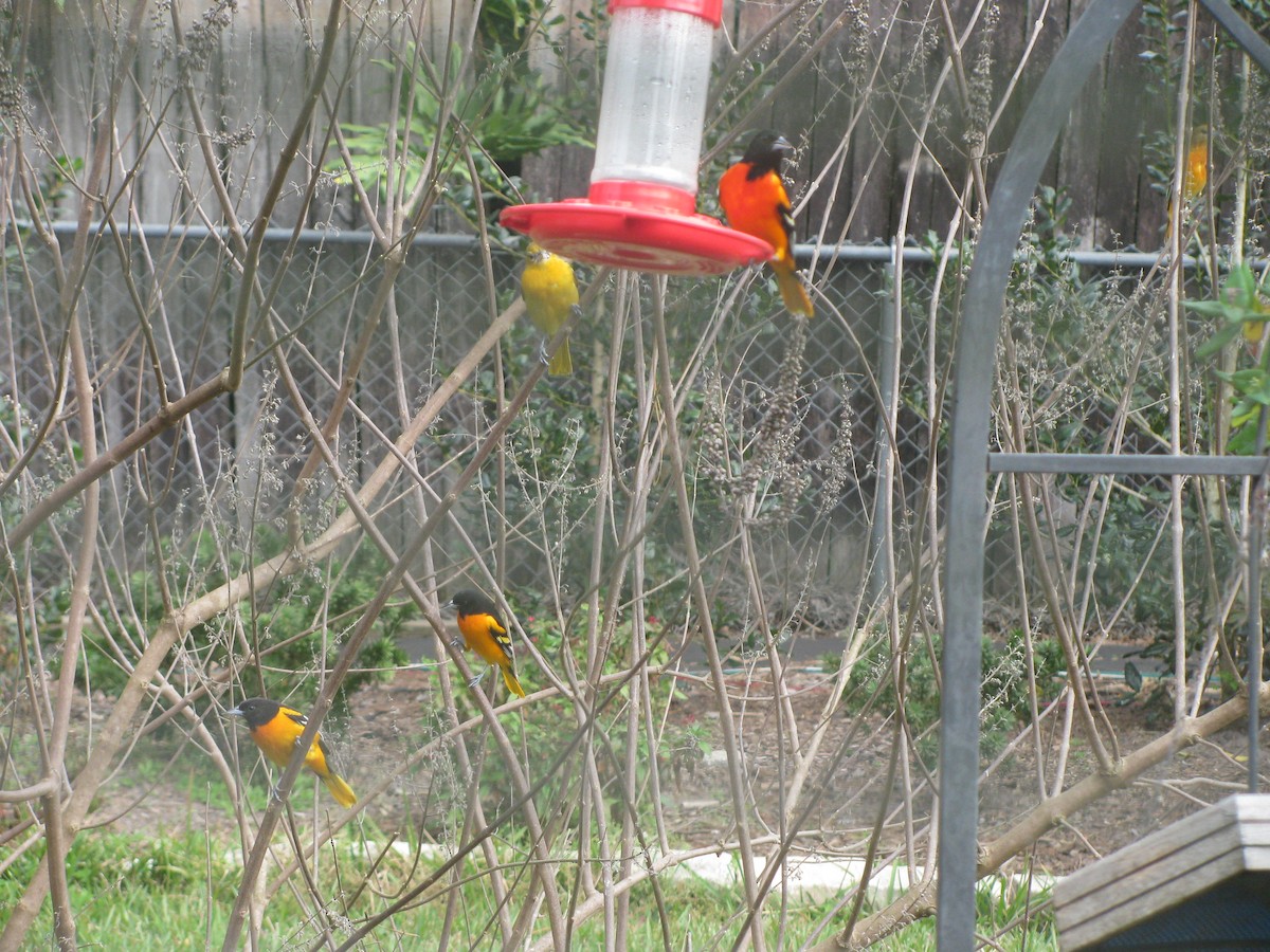 trupiál baltimorský - ML141696251