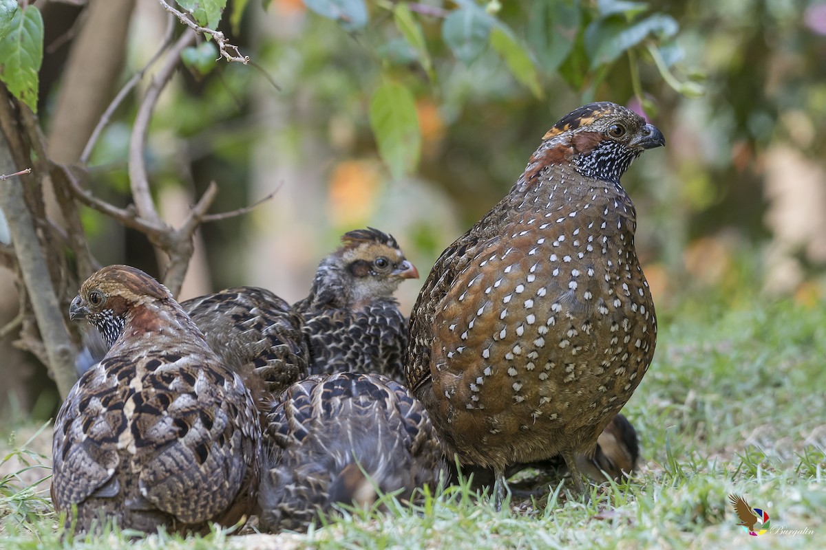 Spotted Wood-Quail - ML141696711