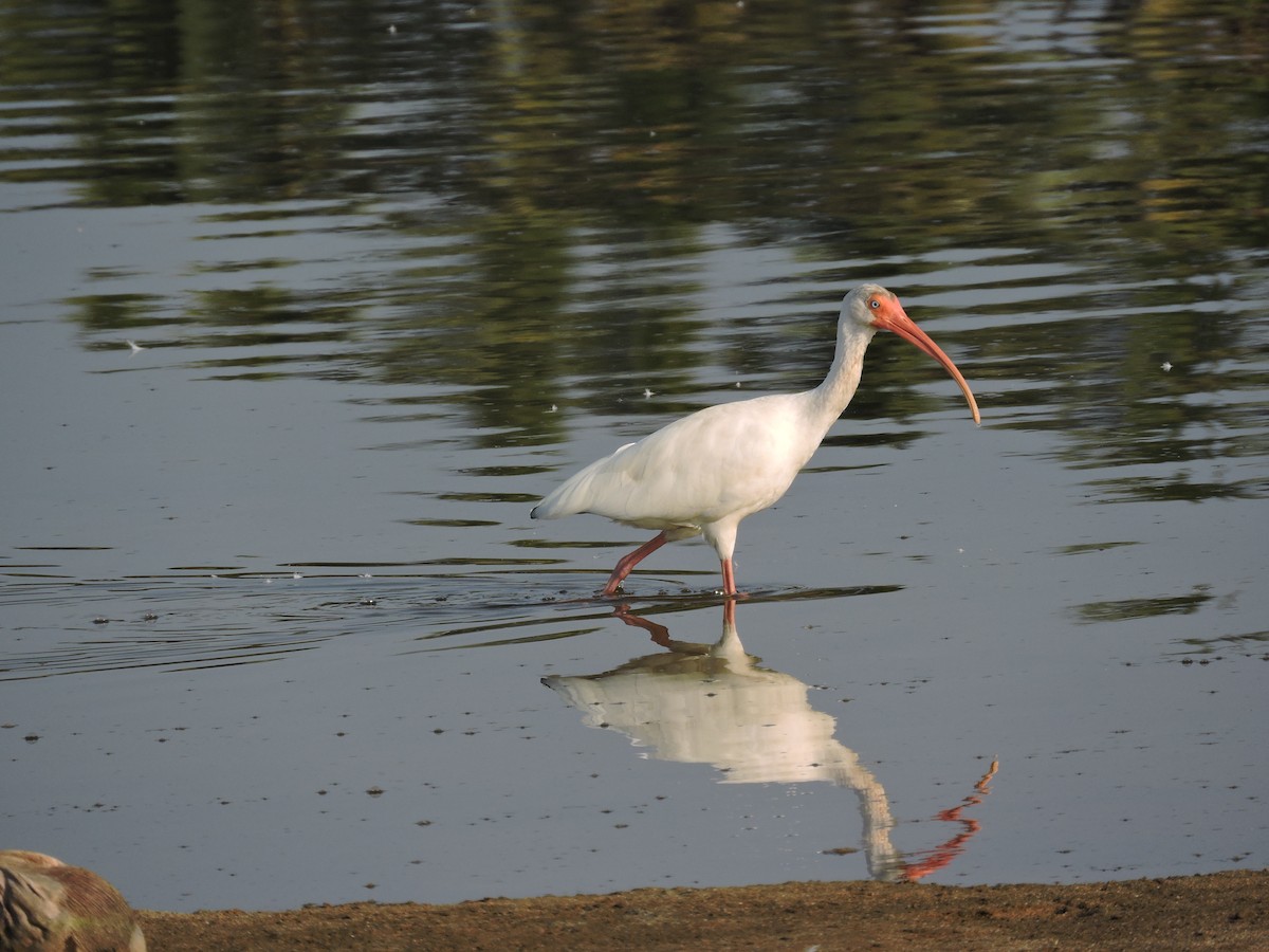 ibis bílý - ML141696921
