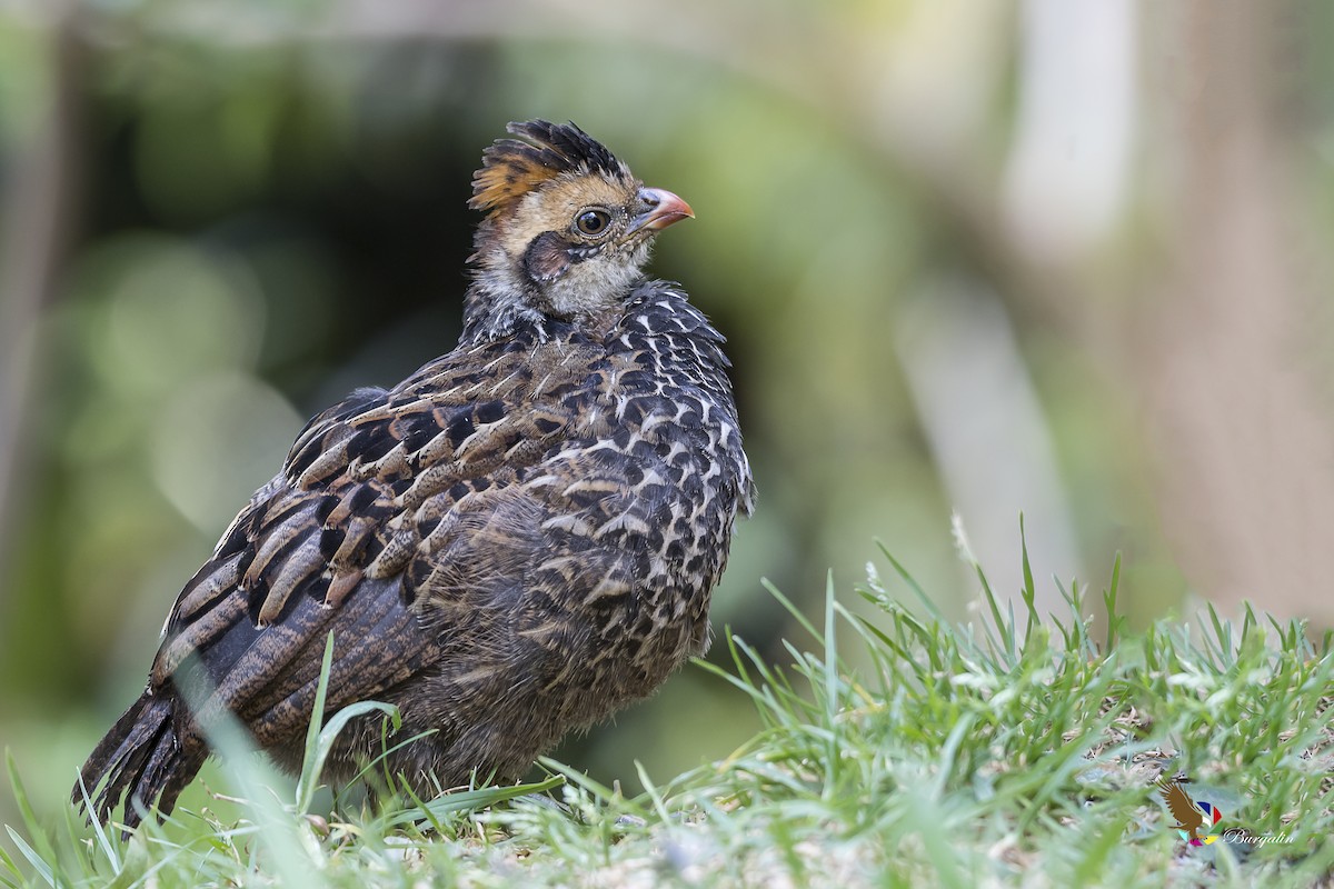 Spotted Wood-Quail - ML141697021