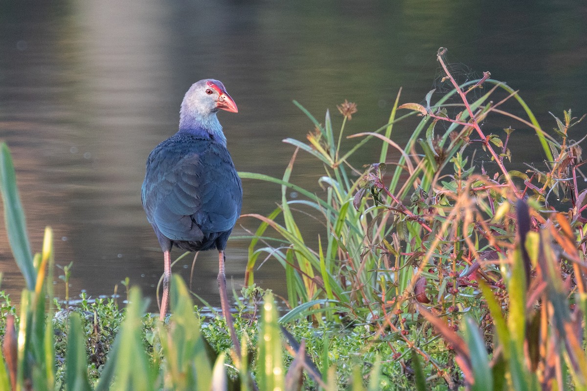 Gray-headed Swamphen - ML141697061